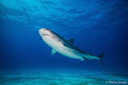A Tiger Shark is heading for the bait crate at Tiger Beac... by Markus Davids 